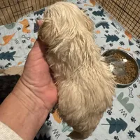 Miss Priss, a female Maltipoo for sale in London, KY – Photo 2 of 4