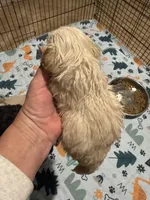 Betsy, a female Maltipoo for sale in London, KY – Photo 4 of 4