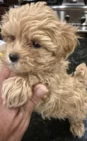 Jelly Roll, a male Maltipoo for sale in London, KY – 6 of 8