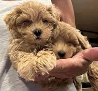 Kid Rock, a male Maltipoo for sale in London, KY – 3 of 5