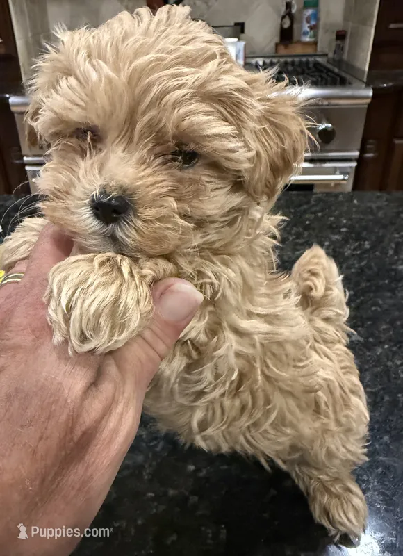 Jelly Roll, a male Maltipoo for sale in London, KY – 1 of 8