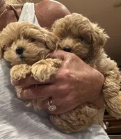 Jelly Roll, a male Maltipoo for sale in London, KY – 3 of 8