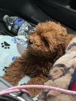 Rock Star, a male Poodle - Toy  for sale in London, KY – 6 of 8