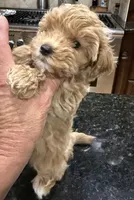 Kid Rock, a male Maltipoo for sale in London, KY – 2 of 5