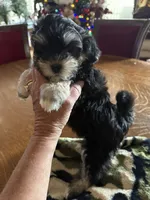 Miss Valentine, a female Maltipoo for sale in London, KY – Photo 2 of 4
