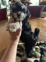 Miss Valentine, a female Maltipoo for sale in London, KY – Photo 3 of 4