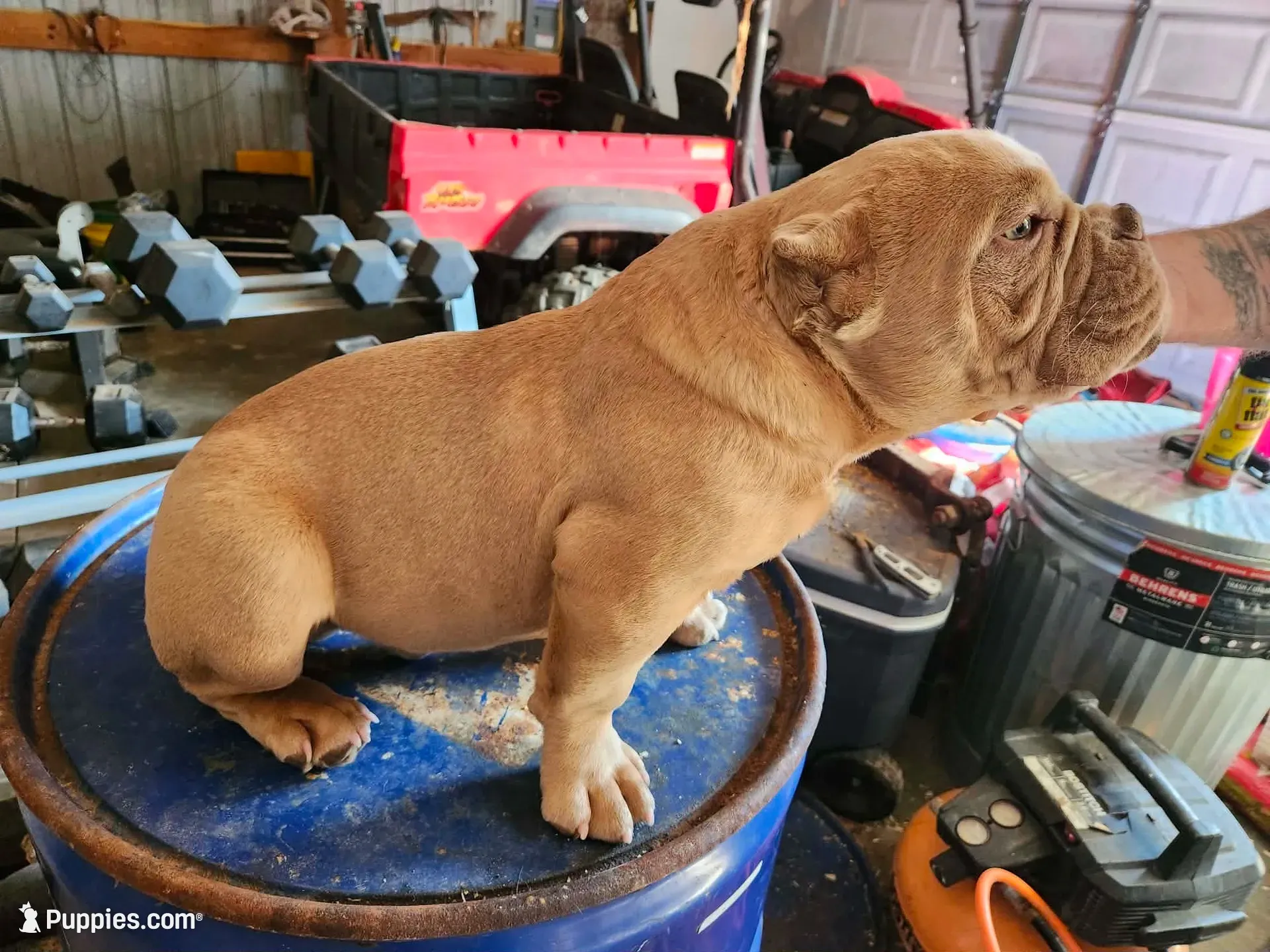 Green Collar, a female American Bully for sale in Bowling Green, KY – 2 of 5