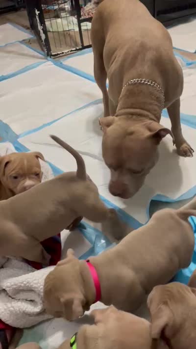 Green Collar, a female American Bully for sale in Bowling Green, KY – 4 of 5