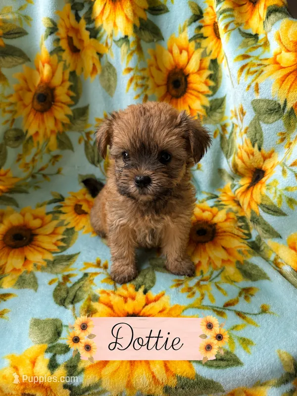 Dottie – Yorkshire Terrier puppy for sale in Pilot Mountain, NC