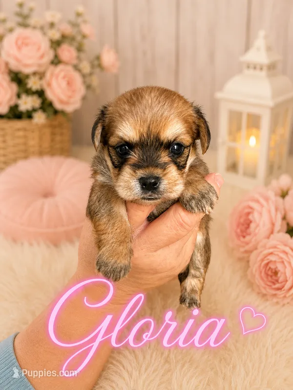 Gloria – Poodle - Miniature , Shorkie puppy for sale in Pilot Mountain, NC