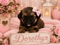 Dorothy, a female Poodle - Miniature  and Shorkie for sale in Pilot Mountain, NC – 1 of 1