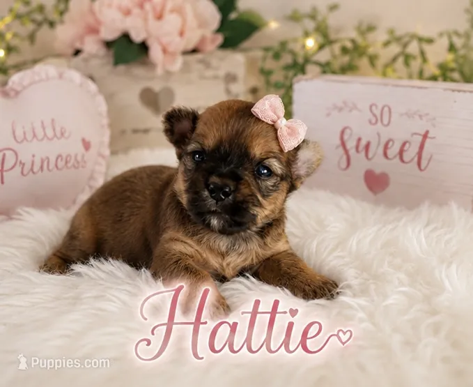 Hattie – Yorkshire Terrier puppy for sale in Pilot Mountain, NC