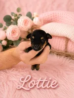 Lottie, a female Yorkshire Terrier for sale in Pilot Mountain, NC – 1 of 1