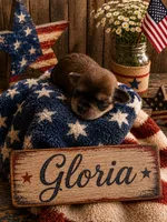 Gloria, a female Poodle - Miniature  and Shorkie for sale in Pilot Mountain, NC – 1 of 1