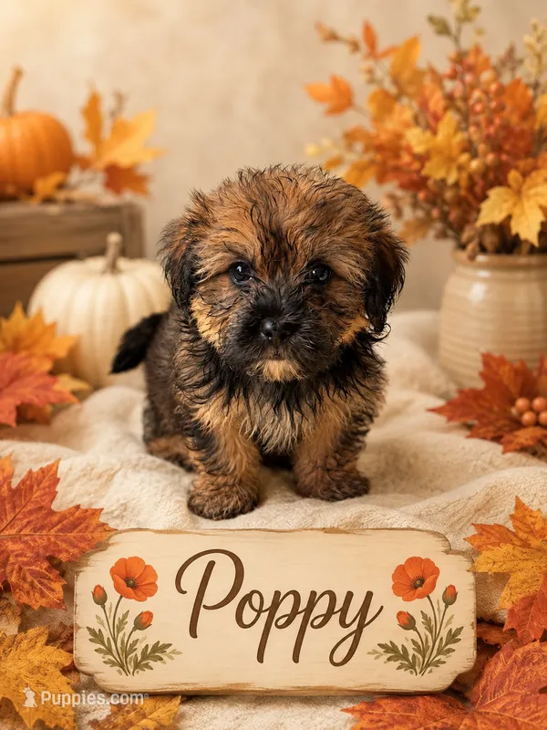 Poppy – Shih Tzu puppy for sale in Pilot Mountain, NC