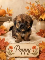 Poppy, a female Shih Tzu for sale in Pilot Mountain, NC – 1 of 1