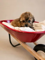 Johnny Depp, a male Shih Tzu and Yorkshire Terrier for sale in Pilot Mountain, NC – 1 of 1