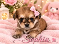 Sophia, a female Poodle - Miniature  and Shorkie for sale in Pilot Mountain, NC – 1 of 1