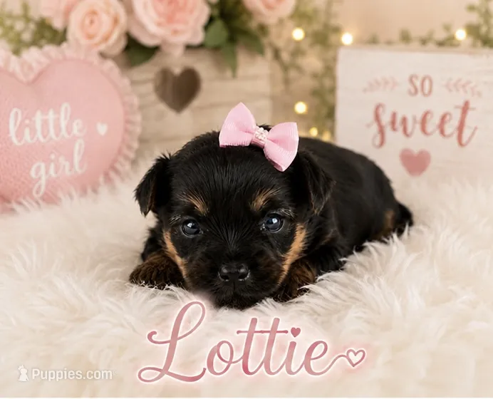 Lottie – Yorkshire Terrier puppy for sale in Pilot Mountain, NC