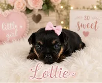 Lottie, a female Yorkshire Terrier for sale in Pilot Mountain, NC – 1 of 1