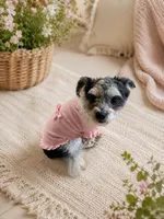 Diamond, a female Maltipoo for sale in Pilot Mountain, NC – 1 of 1