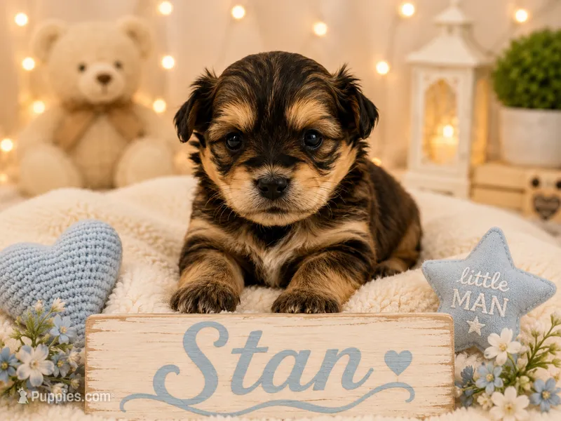 Stan – Poodle - Miniature , Shorkie puppy for sale in Pilot Mountain, NC