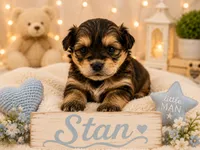 Stan, a male Poodle - Miniature  and Shorkie for sale in Pilot Mountain, NC – 1 of 1