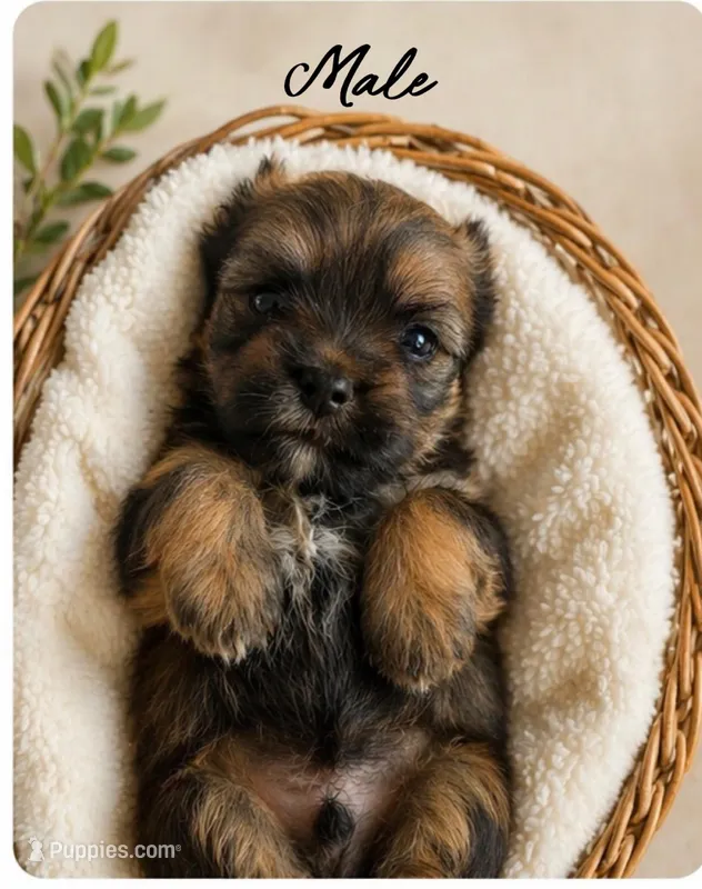 Malachi – Shih Tzu, Yorkshire Terrier puppy for sale in Pilot Mountain, NC