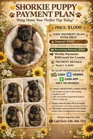 Malachi, a male Shih Tzu and Yorkshire Terrier for sale in Pilot Mountain, NC – Photo 2 of 3