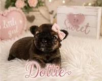 Dottie, a female Yorkshire Terrier for sale in Pilot Mountain, NC – 1 of 1