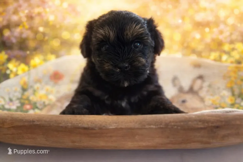 Harley Quinn – Shih Tzu, Yorkshire Terrier puppy for sale in Pilot Mountain, NC