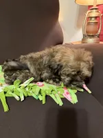 Dorothy , a female Shih Tzu and Yorkshire Terrier for sale in Pilot Mountain, NC – 3 of 3