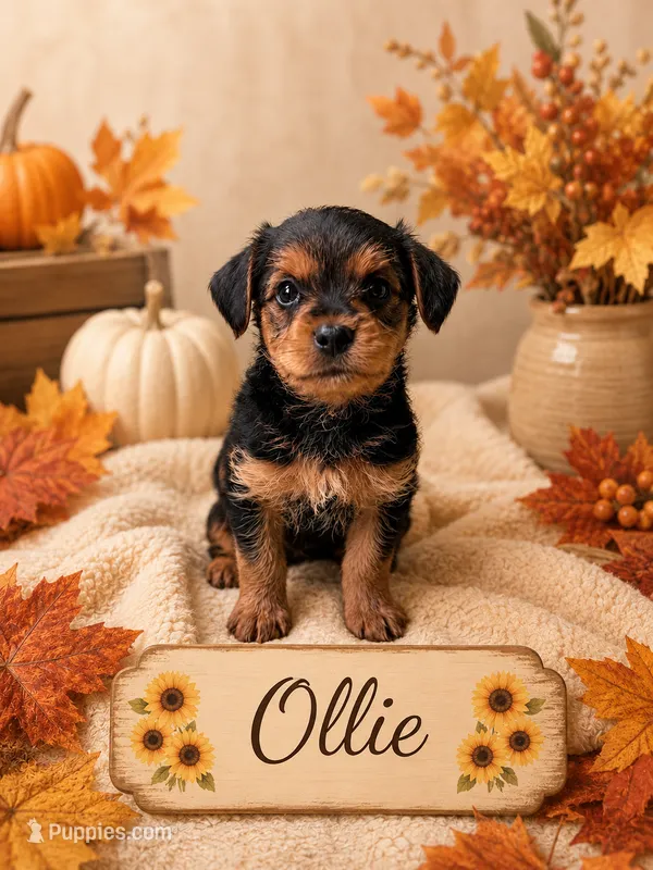 Ollie – Yorkshire Terrier puppy for sale in Pilot Mountain, NC