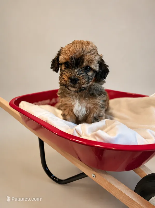 Jack Sparrow – Shih Tzu, Yorkshire Terrier puppy for sale in Pilot Mountain, NC