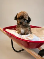 Jack Sparrow, a male Shih Tzu and Yorkshire Terrier for sale in Pilot Mountain, NC – 1 of 1