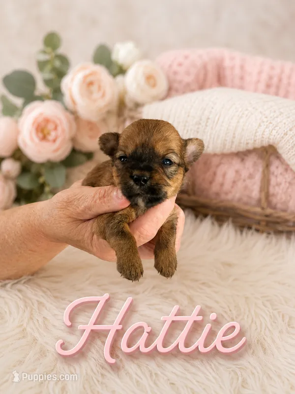 Hattie – Yorkshire Terrier puppy for sale in Pilot Mountain, NC