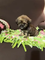 Dorothy , a female Shih Tzu and Yorkshire Terrier for sale in Pilot Mountain, NC – 2 of 3