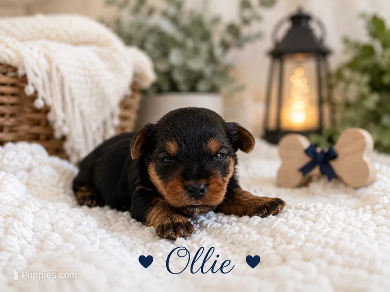 Ollie – Yorkshire Terrier puppy for sale in Pilot Mountain, NC