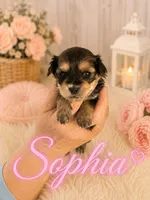Sophia, a female Poodle - Miniature  and Shorkie for sale in Pilot Mountain, NC – 1 of 1