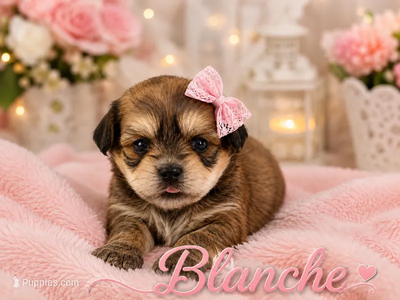 Blanche – Poodle - Miniature , Shorkie puppy for sale in Pilot Mountain, NC