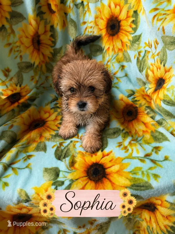 Sophia – Poodle - Miniature , Shorkie puppy for sale in Pilot Mountain, NC