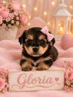 Gloria, a female Poodle - Miniature  and Shorkie for sale in Pilot Mountain, NC – 1 of 1