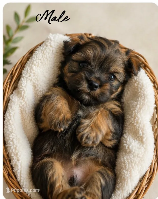 Maverick  – Shih Tzu, Yorkshire Terrier puppy for sale in Pilot Mountain, NC