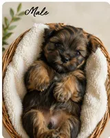 Maverick , a male Shih Tzu and Yorkshire Terrier for sale in Pilot Mountain, NC – Photo 1 of 3