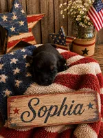 Sophia, a female Shorkie for sale in Pilot Mountain, NC – 1 of 1