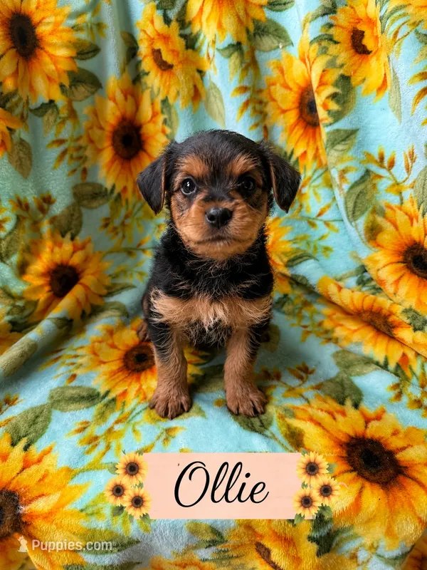 Ollie – Yorkshire Terrier puppy for sale in Pilot Mountain, NC