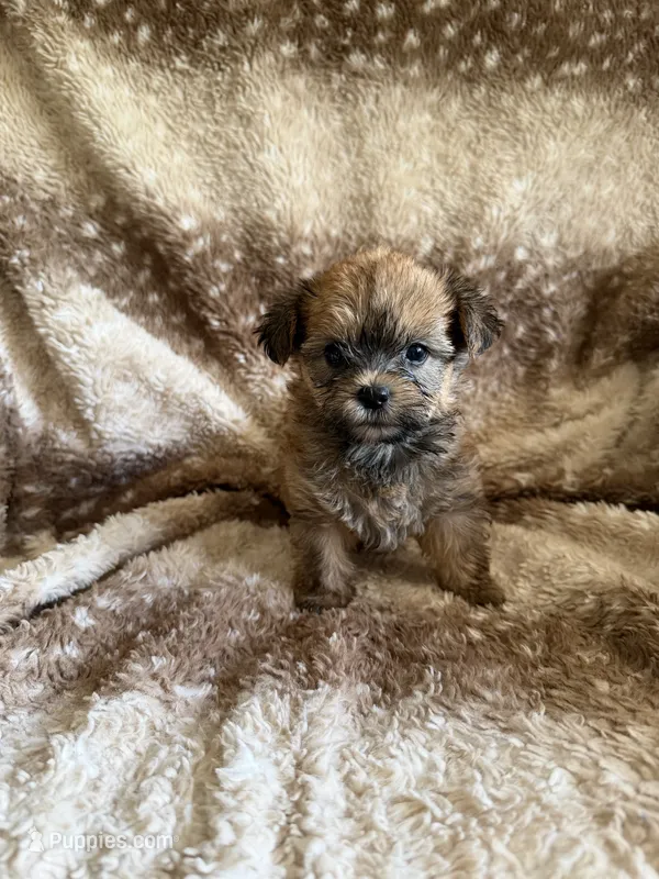 Dottie – Yorkshire Terrier puppy for sale in Pilot Mountain, NC