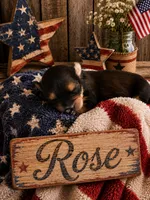 Rose, a female Shorkie for sale in Pilot Mountain, NC – 1 of 1