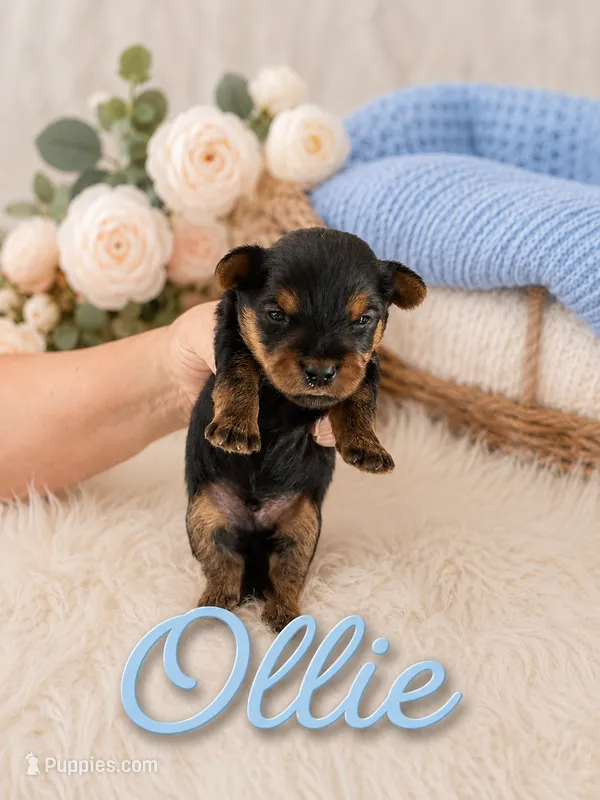 Ollie – Yorkshire Terrier puppy for sale in Pilot Mountain, NC
