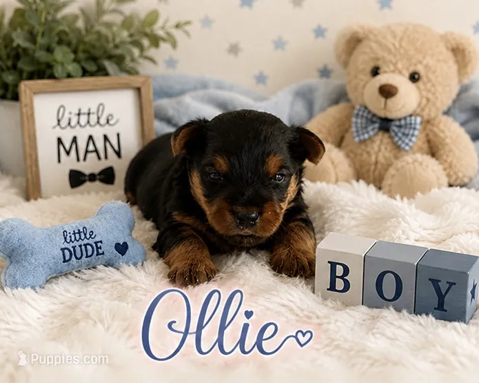 Ollie – Yorkshire Terrier puppy for sale in Pilot Mountain, NC